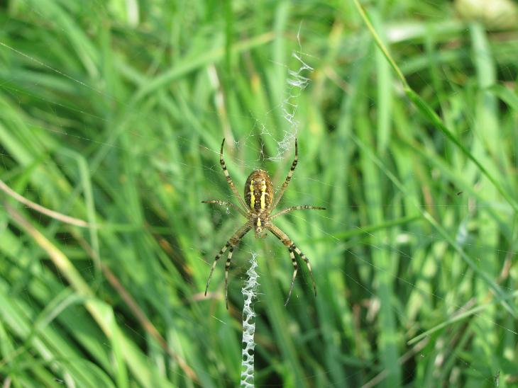 Argiope bruennichi (M+F) - Sostegno (BI)